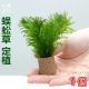 懒人水草蜈蚣草活体水草小缸桌面鱼缸金鱼缸装 饰水草缸水族箱造景