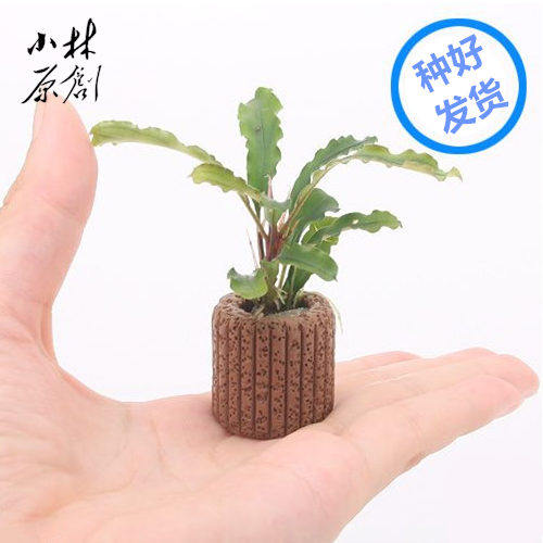 新当辣椒鱼缸水草懒人易养