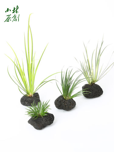 挺水植物深水浅水都可养