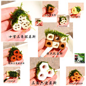 松茸水晶MOSS 真水草 拇指莫斯 创意 小林原创 手工制作