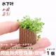 易饲养定植佗草 爬行前景 水下爬地新大珍珠草定植1个 带定植柱