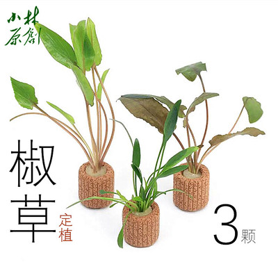 跟小林玩淡水水草直接摆放