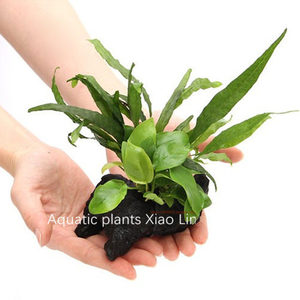 黄金小水榕+迷你铁沉木定植水草水榕沉木小鱼缸造景装饰