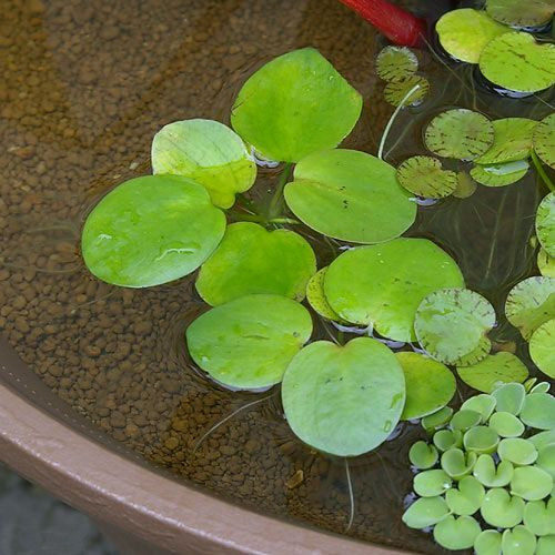 虾缸浮萍水草造景水族箱活体长须台湾圆形浮萍圆心浮草净水植物