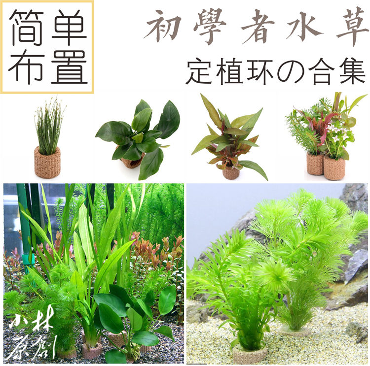 小林入门新手金鱼定植包邮水草