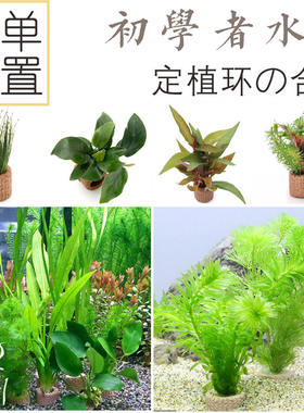 小林入门新手金鱼定植包邮水草