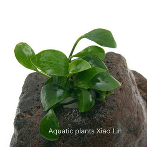 迷你小水榕孔穴火山岩定植 无需二氧化碳 前中景鱼缸造景水草装饰