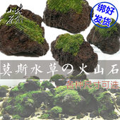 活体真水草莫斯绑火山石熔岩石水族箱鱼缸懒人入门造景装 饰阴性草
