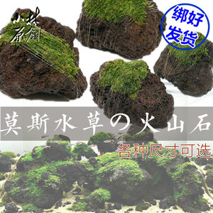 活体真水草莫斯绑火山石熔岩石水族箱鱼缸懒人入门造景装饰阴性草