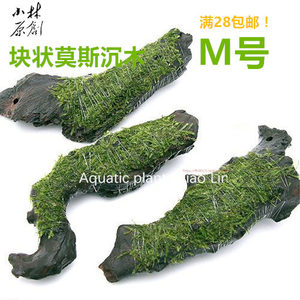 块状沉木莫斯水草定植 虾缸鱼缸造景装饰 阴性易养活体水草M号