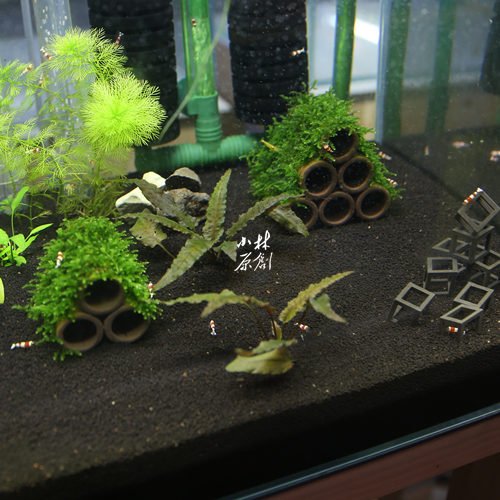 水晶虾莫斯虾窝紫砂观赏虾带绑好