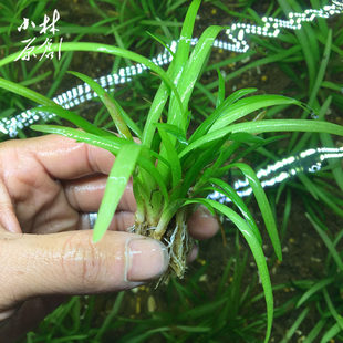 小水兰冷水耐阴生水草原生造景植物溪流古法养鱼小林水草自养