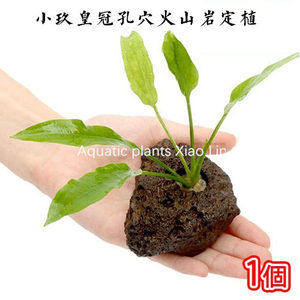 小玖皇冠孔穴火山岩定植懒人造景中前景无需二氧化碳阴性金鱼草