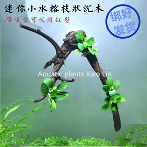 创意DIY懒人水草吸盘沉木迷你水榕水族箱装饰活体造景新手入门