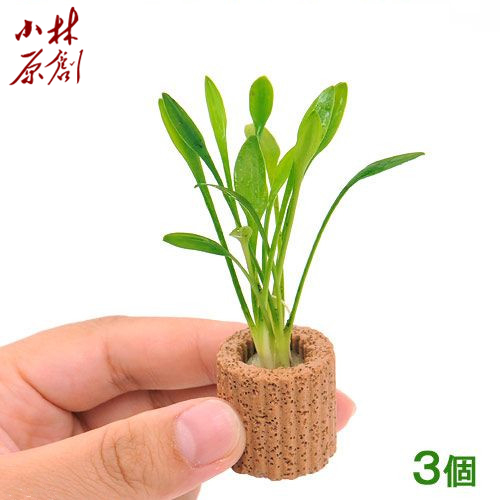 鱼缸造景前景活体水草入门迷你