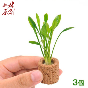 鱼缸造景前景活体水草前景迷你椒草定植水草阴性水草懒人入门水草