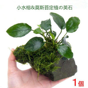 小水榕+莫斯苔の定植英石 活体真水草 鱼缸造景装饰生态瓶水草