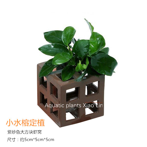 小水榕定植小缸躲避水草活体