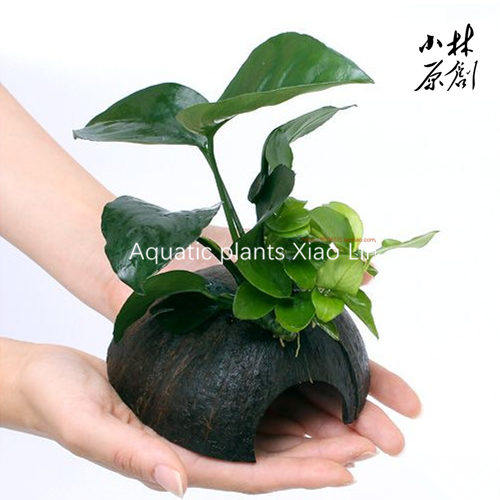 小巴榕黄金水榕水草异形躲避鱼虾