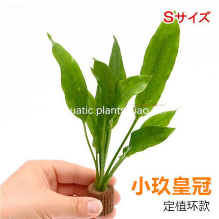 小玖皇冠定植环定植入门水草造景中前景不用二氧化碳阴性金鱼水草