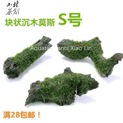 鱼缸造景阴性水草定植
