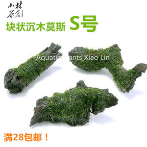 块状沉木莫斯水草定植 虾缸鱼缸造景装饰 阴性易养活体水草 S号