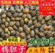 鸦胆子 鸭旦子 别名:老鸦胆 鸭胆子 雅旦子500g 鸭蛋子 中药材
