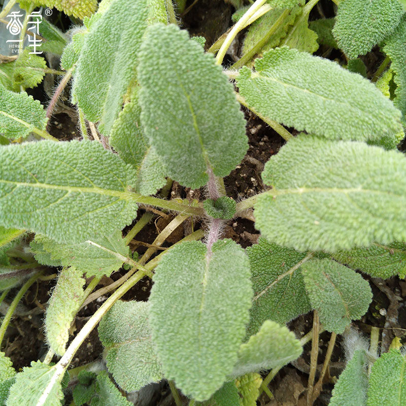 快乐鼠尾草香草种苗盆栽Salvi Scarea/Clary Sage可提取基地直销