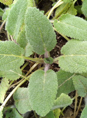 快乐鼠尾草香草种苗盆栽Salvi Scarea/Clary Sage可提取基地直销