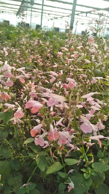 桃花鼠尾草盆栽苗粉色浪漫花朵庭院工程用苗基地直销6株起发