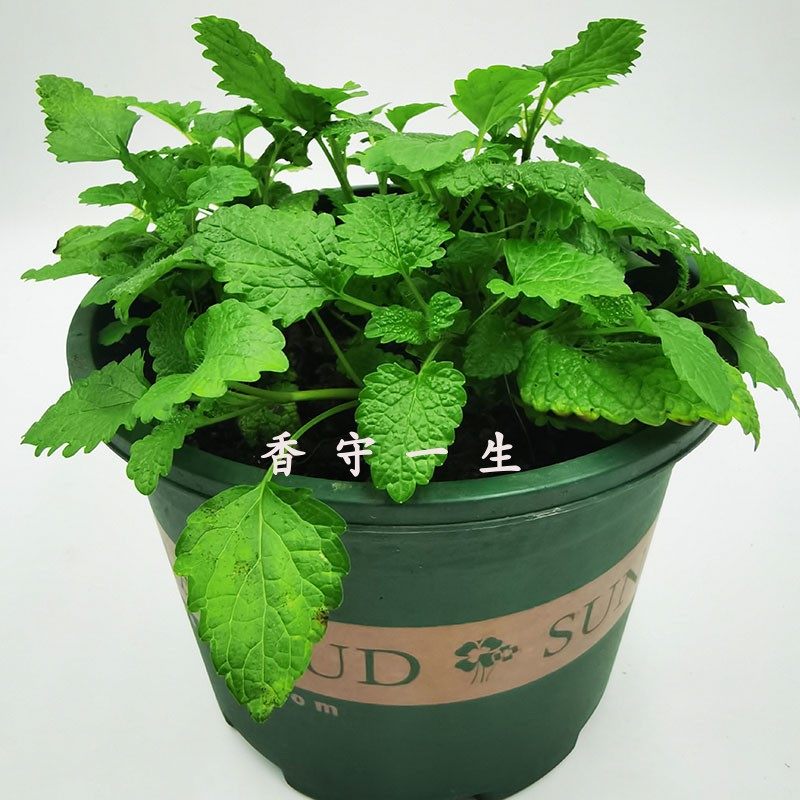 柠檬香蜂草吸毒草盆栽苗蜜蜂花薄荷香脂芳香植物香草养生口径9CM