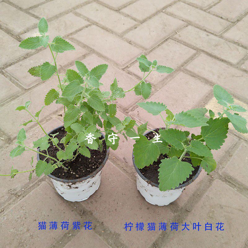 天然猫薄荷紫花/白花盆栽苗宠物猫咪喜欢新鲜绿色随吃随长易养护图片
