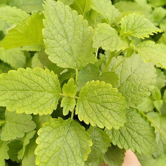 柠檬香蜂草鲜叶香草西餐厅茶饮食用500克