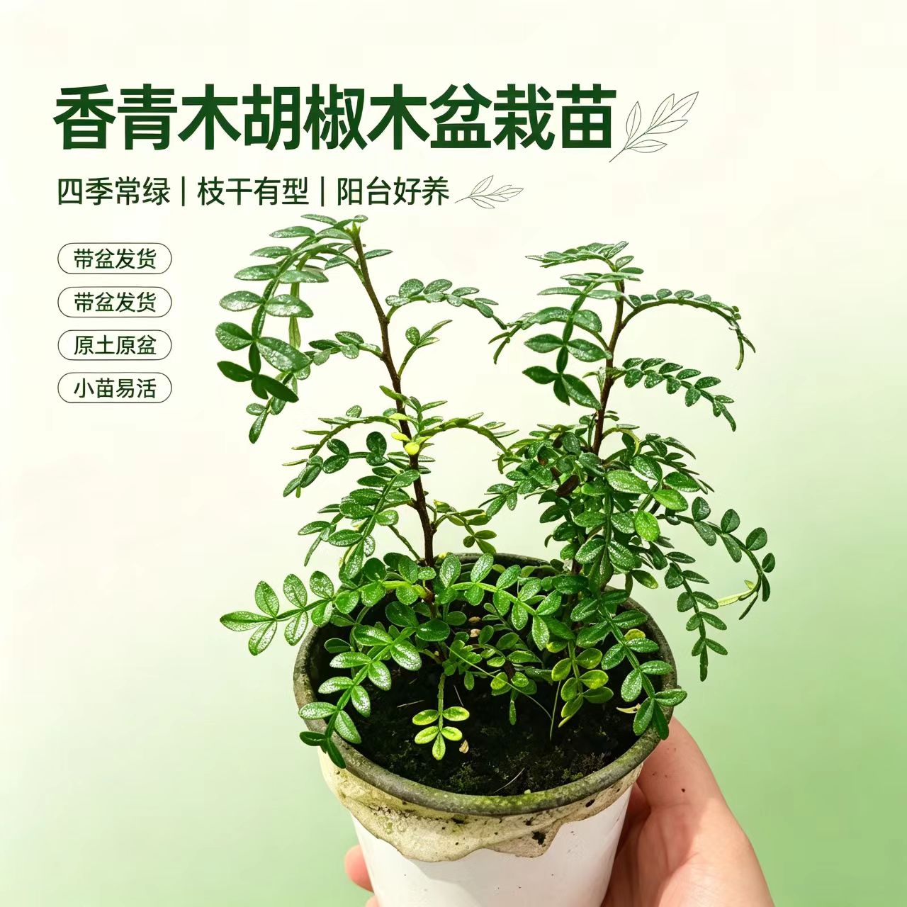 香青木胡椒木盆栽苗驱蚊效果天然绿植苗多年生烘焙用叶美观装饰