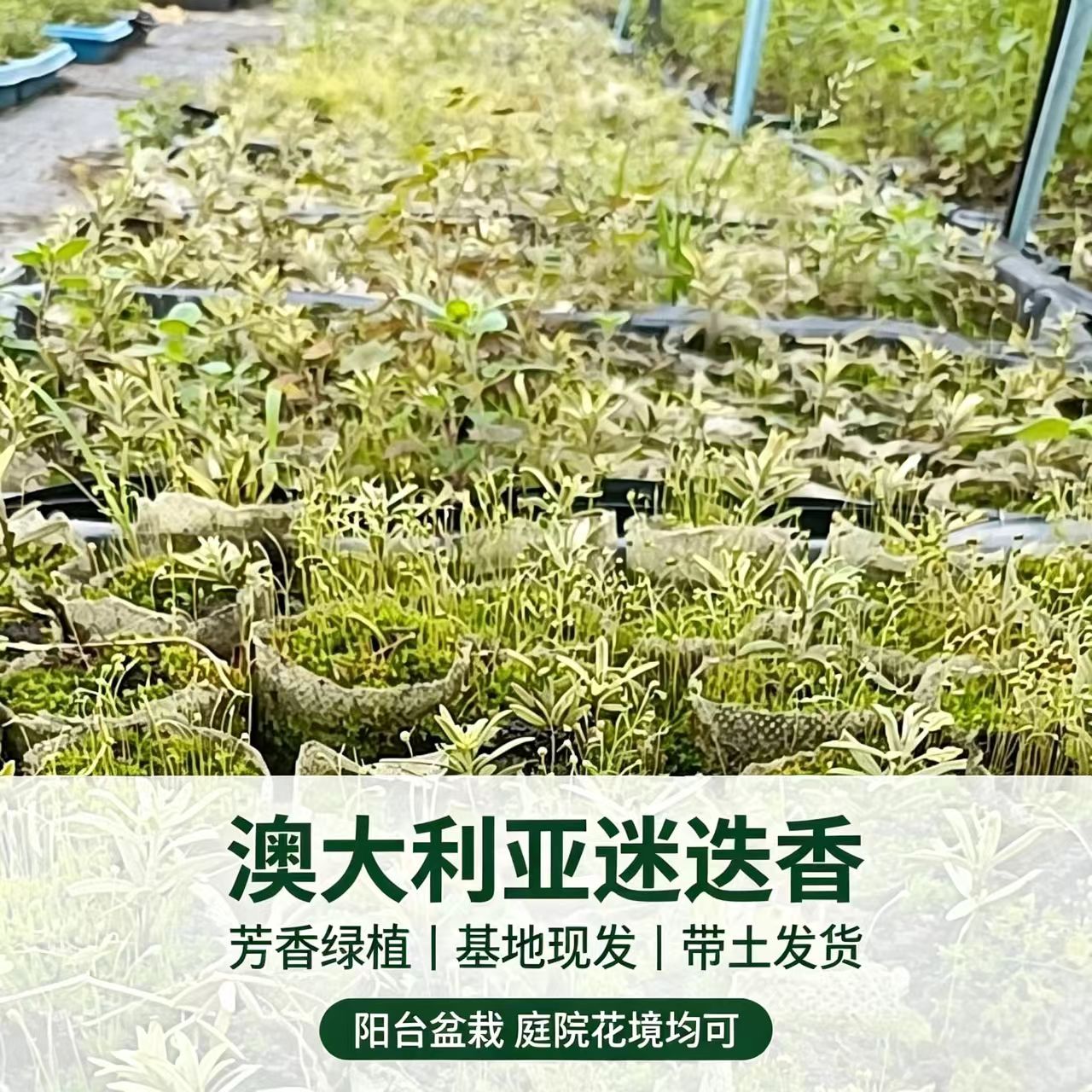 香草植物澳大利亚迷迭香多年生盆栽苗基地现发阳台庭院卧室可养