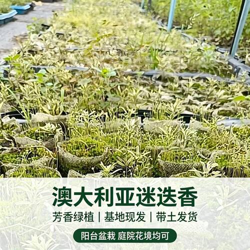 香草植物澳大利亚迷迭香多年生盆栽苗基地现发阳台庭院卧室可养