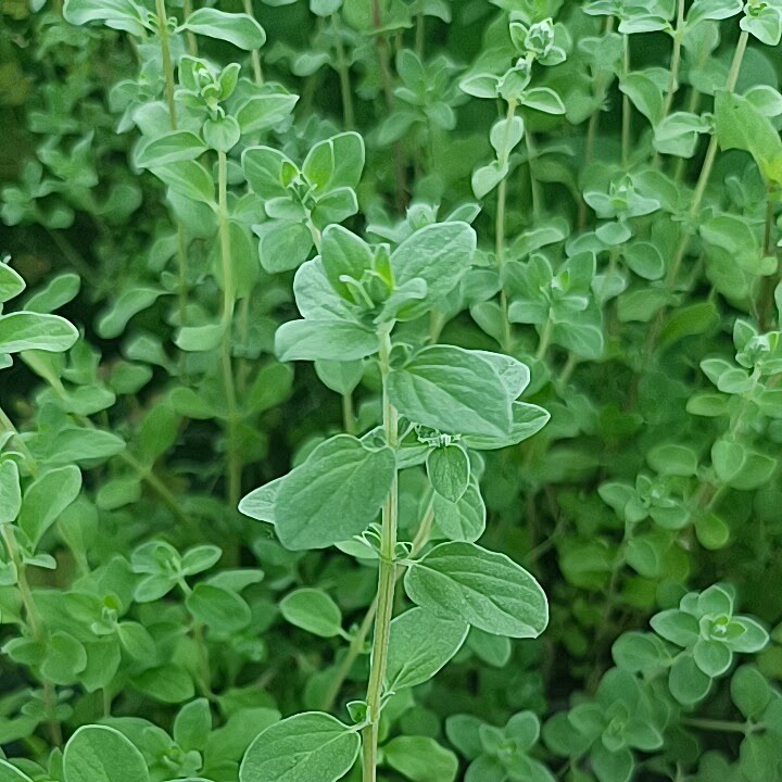 马郁兰甜牛至鲜叶可食用提取精油