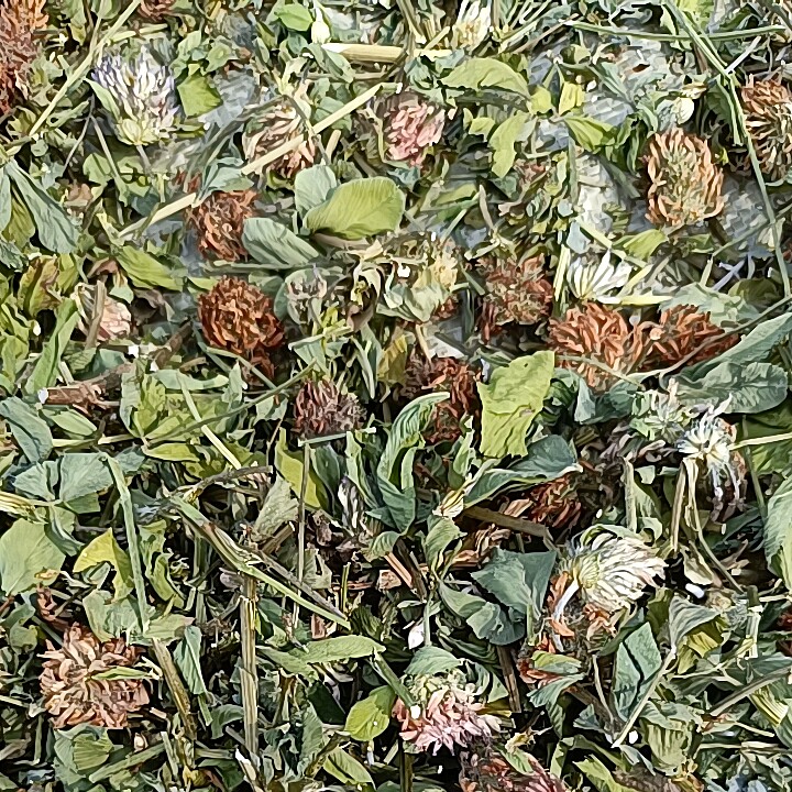 烘干红花苜蓿芳香植物全草干品安疗初级农产品基地绿色种植直销