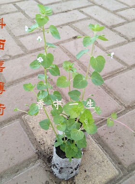 科西嘉薄荷Mentha requienii/Corsican mint可食用薄荷苗盆栽香草