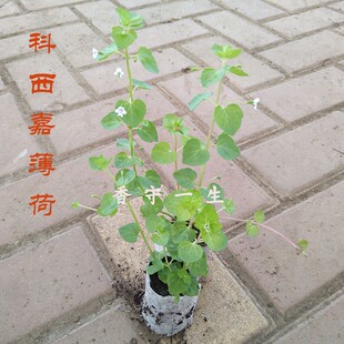 科西嘉薄荷Mentha requienii/Corsican mint可食用薄荷苗盆栽香草