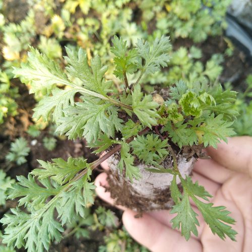 除虫菊苗花盆栽混色天然药用观赏