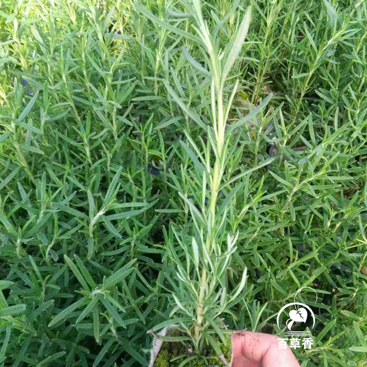 无纺布香草苗食用观赏香草盆栽薰香草植物
