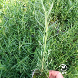 无纺布香草苗食用观赏香草盆栽薰衣草百里香鼠尾草马郁兰