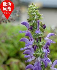 新鲜丹参野生紫花血参根种植保证新鲜一份5颗包邮包成活