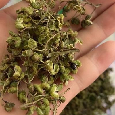 2025新茶可搭椒子绝配当季麻岳阳纯手工自制乡里洗水茶农家实拍