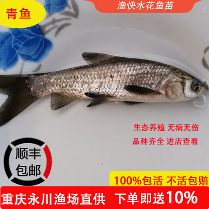 青鱼3-5厘米5-7厘米鱼苗螺蛳青四大家鱼淡水养殖鱼苗顺丰包邮重庆
