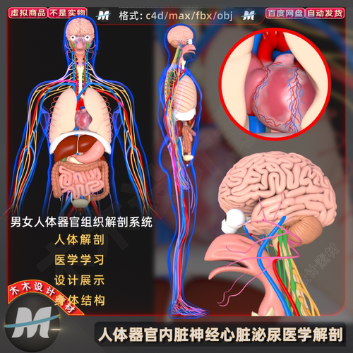 C4Dmax FBX医学人体maya器官3d内脏神经元心肺大脑肝肠胃模型素材