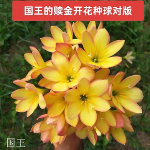 风雨兰种球国王的赎金水仙花韭菜兰阳台庭院盆栽花卉好养易活