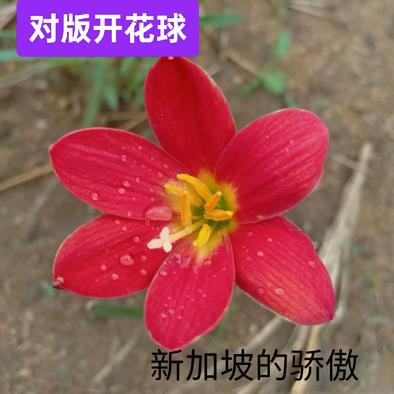 风雨兰种球新加坡的骄傲阳台庭院大红色花卉绿植盆栽地栽花坛绿化