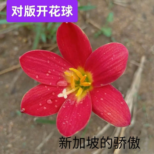 风雨兰种球新加坡的骄傲阳台庭院大红色花卉绿植盆栽地栽花坛绿化